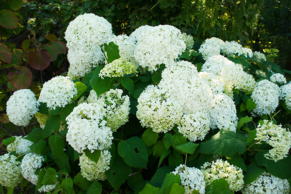 white hydrangea bush summerwinds california